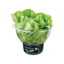 Load image into Gallery viewer, Fresh& Co Organic Lettuce 100g