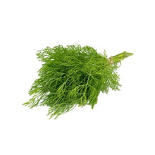 Load image into Gallery viewer, Baby Dill 100g
